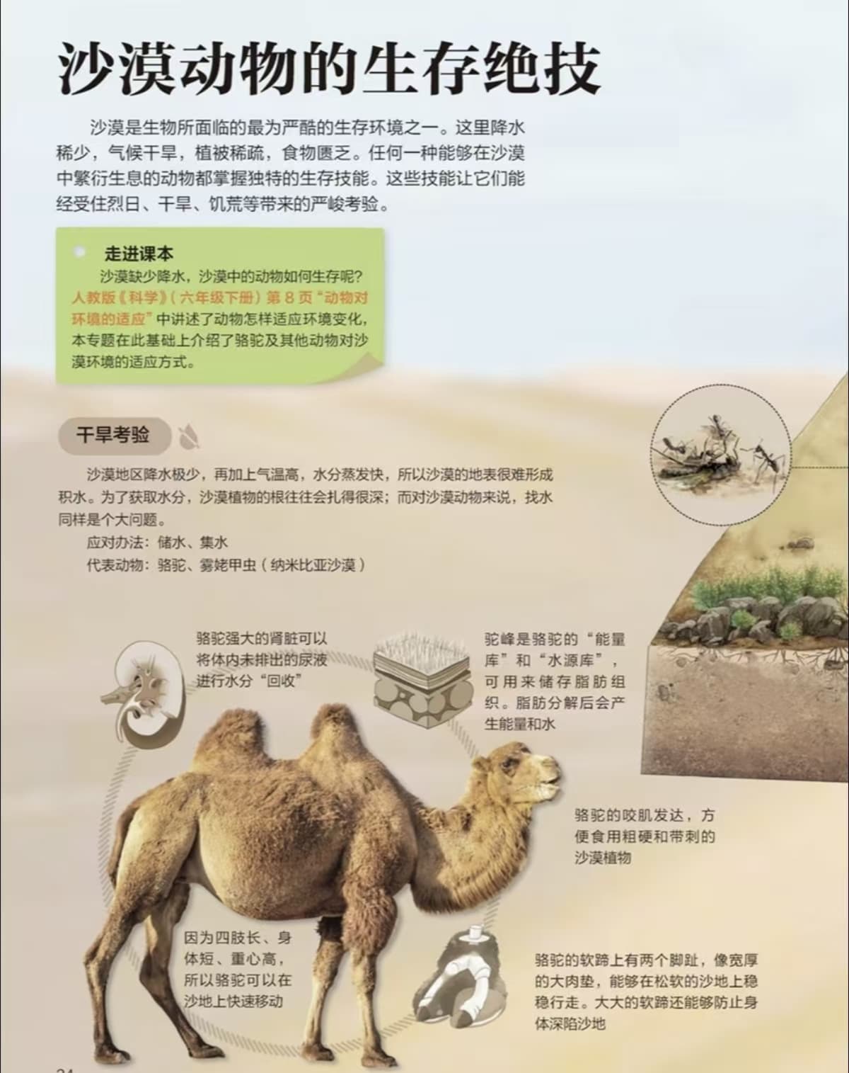沙漠动物专题第 1 页