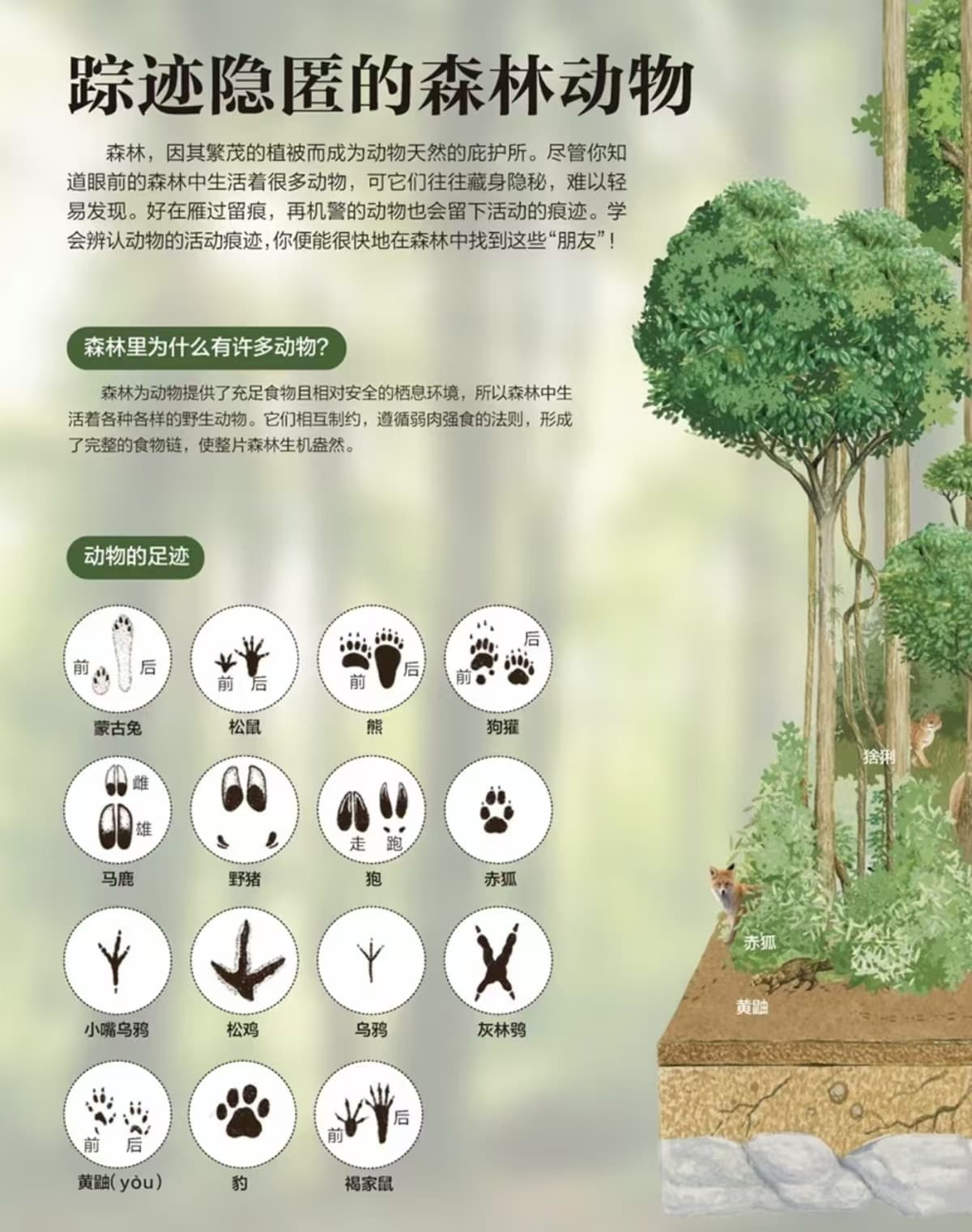 中华穿山甲 物种图片