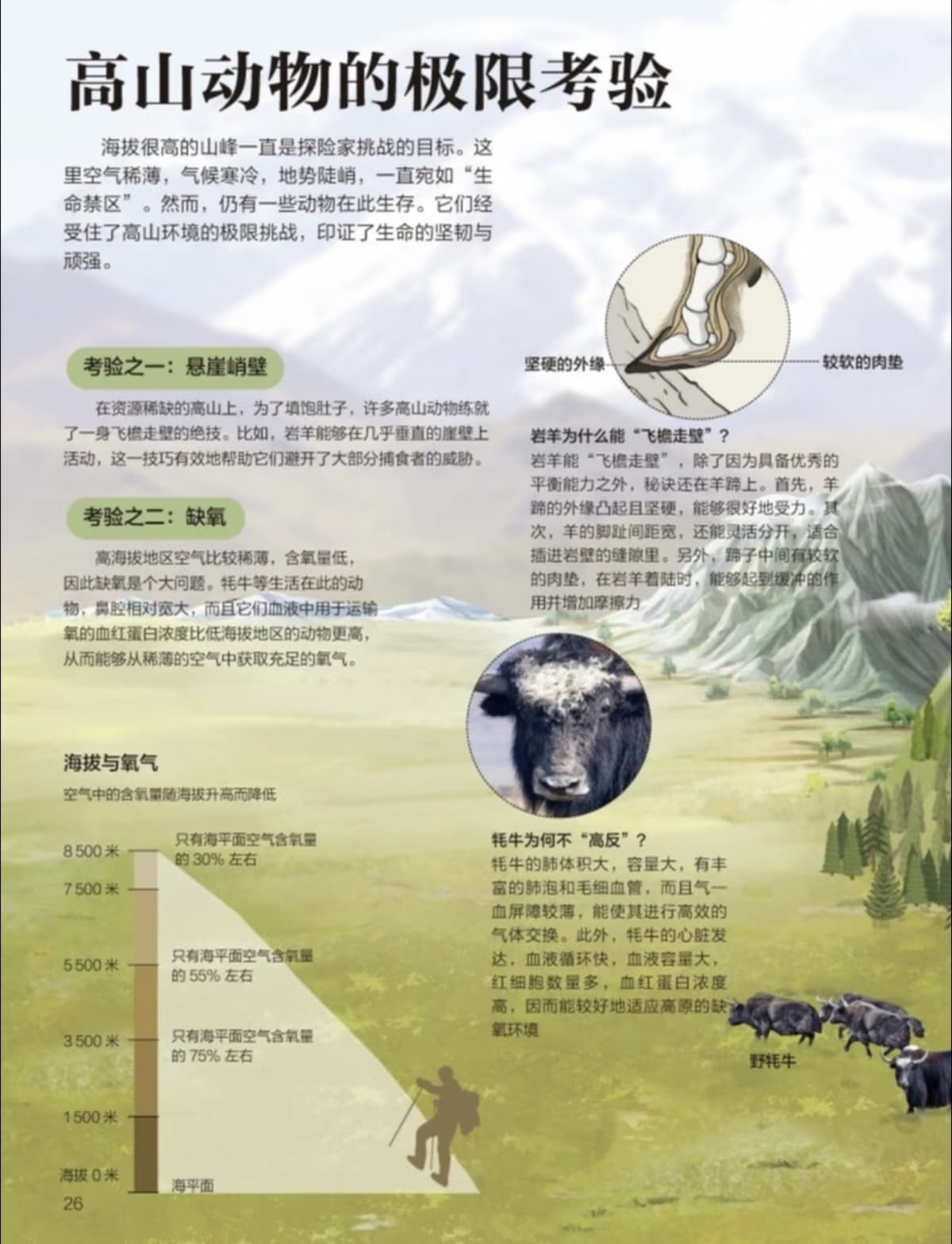 高山动物专题第 1 页