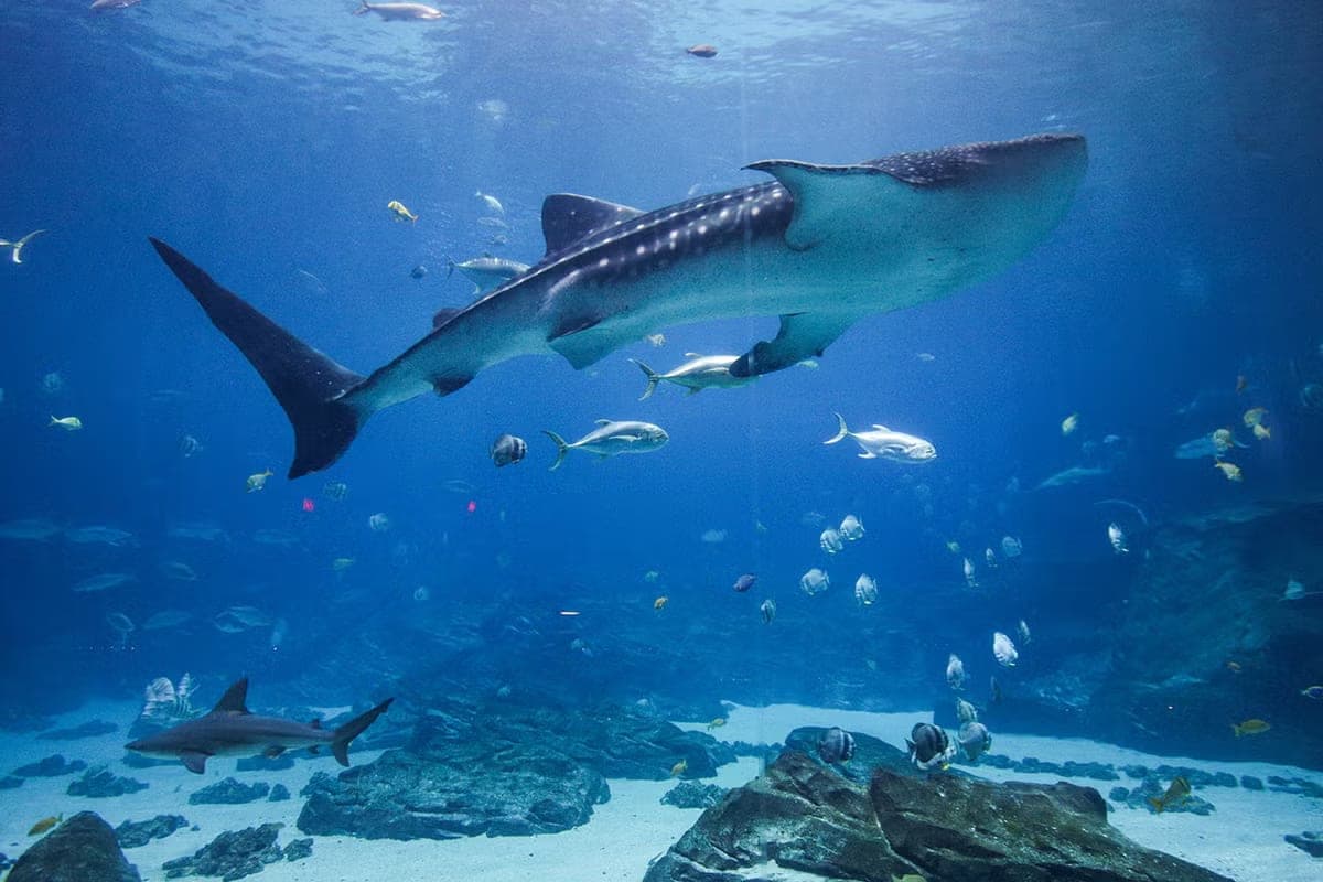 乔治亚水族馆代表动物图