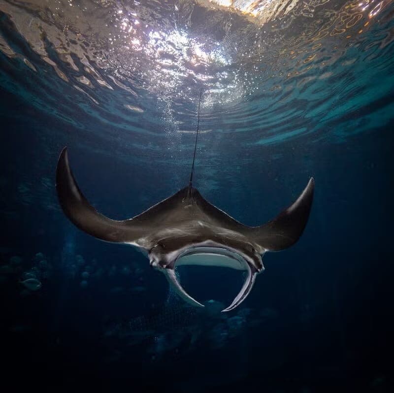 乔治亚水族馆代表动物图