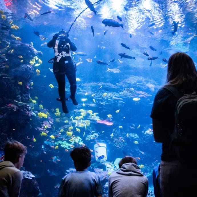 乔治亚水族馆代表动物图