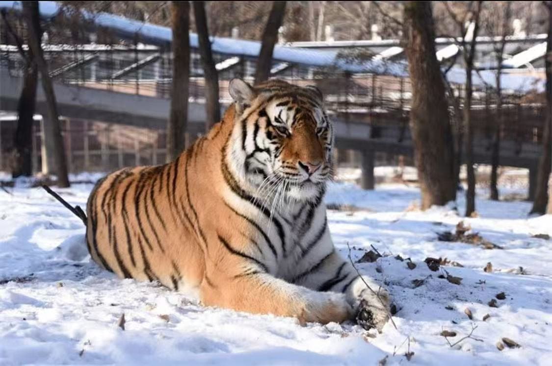 哈尔滨北方森林动物园代表动物图