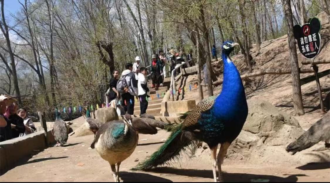 哈尔滨北方森林动物园代表动物图