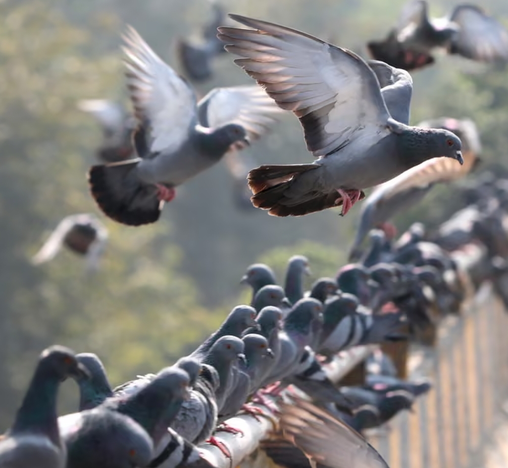 每天消失150个物种后，地球正在被老鼠和鸽子接管吗？