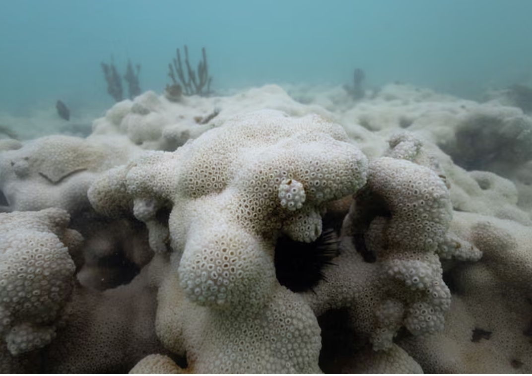 每天消失150个物种后，地球正在被老鼠和鸽子接管吗？ 正文图片 1