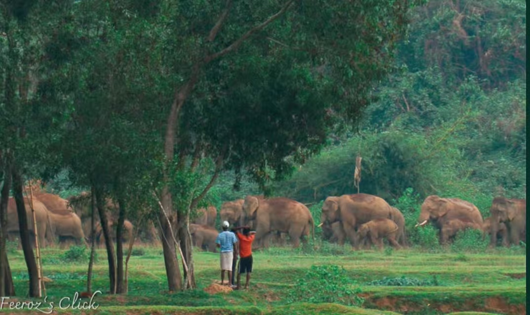 从红外预警到数字围栏：技术如何缓解亚洲人象冲突