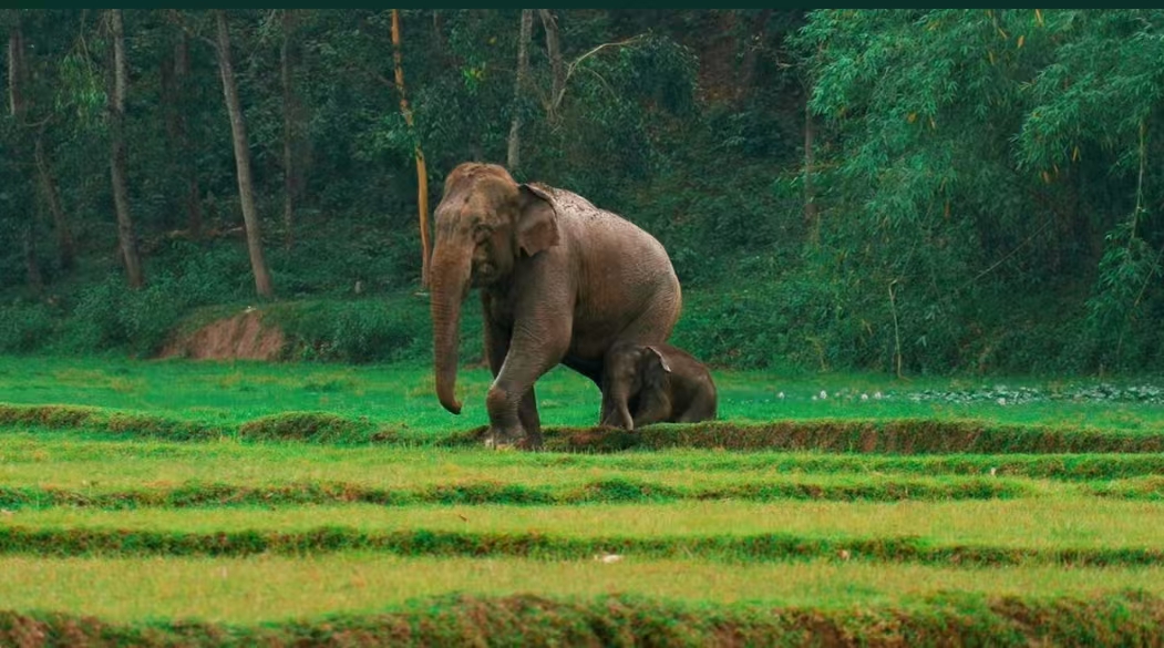 从红外预警到数字围栏：技术如何缓解亚洲人象冲突 正文图片 2