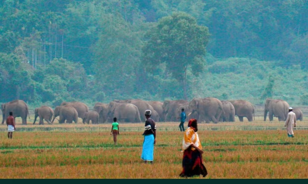 从红外预警到数字围栏：技术如何缓解亚洲人象冲突 正文图片 3
