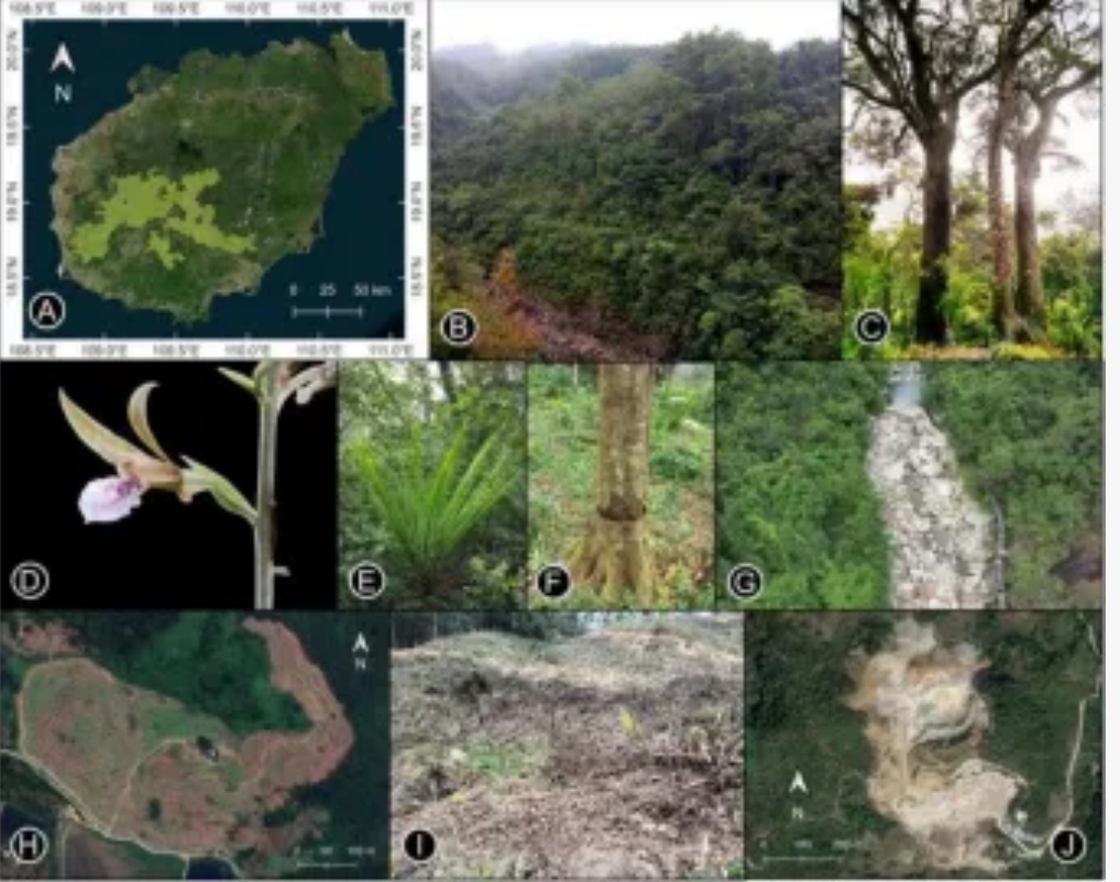 聆听雨林：声学传感器网络如何解码生物多样性“暗物质”