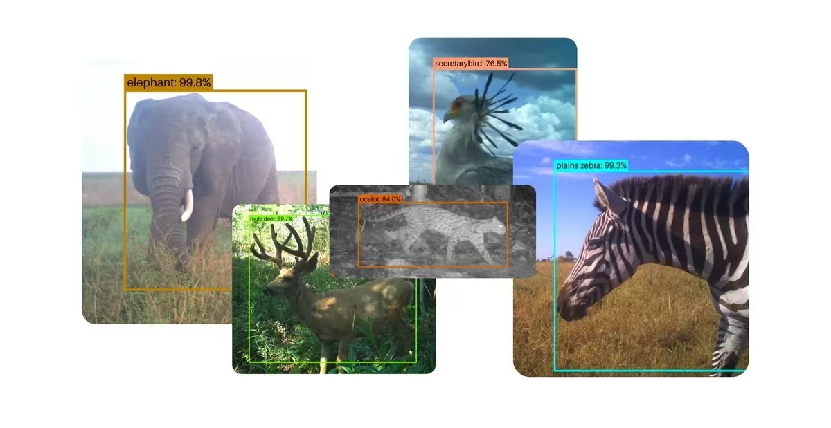 Addax AI：免费开源模型如何改变红外相机图像识别