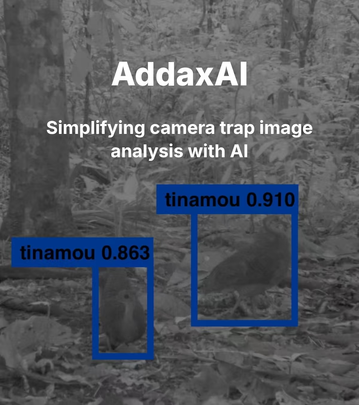 Addax AI：免费开源模型如何改变红外相机图像识别 正文图片 1