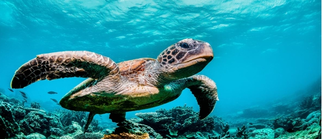 穿透深蓝：水下无人机（ROV）在珊瑚礁三维测绘中的应用 正文图片 1