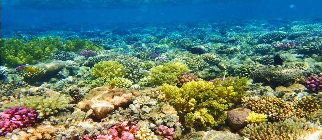 穿透深蓝：水下无人机（ROV）在珊瑚礁三维测绘中的应用 正文图片 2