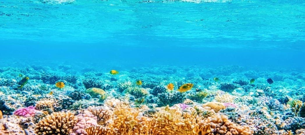 穿透深蓝：水下无人机（ROV）在珊瑚礁三维测绘中的应用 正文图片 3