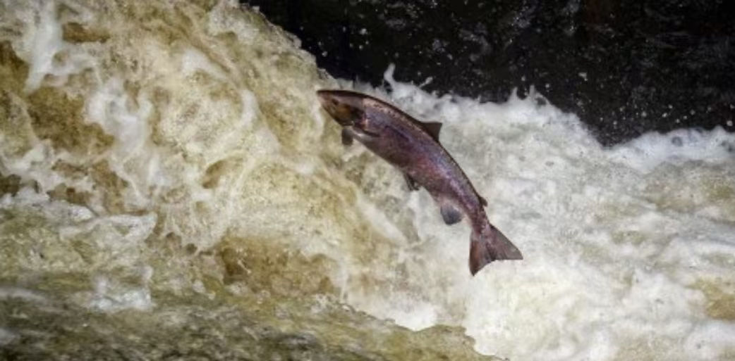 被切断的生命线：全球淡水洄游鱼类的连通性危机