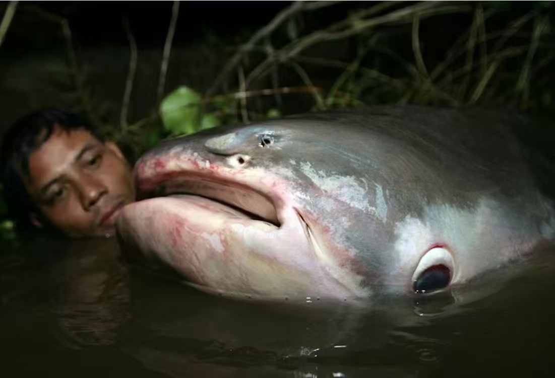 被切断的生命线：全球淡水洄游鱼类的连通性危机 正文图片 1