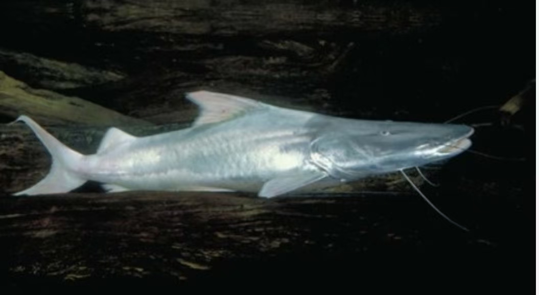 被切断的生命线：全球淡水洄游鱼类的连通性危机 正文图片 2