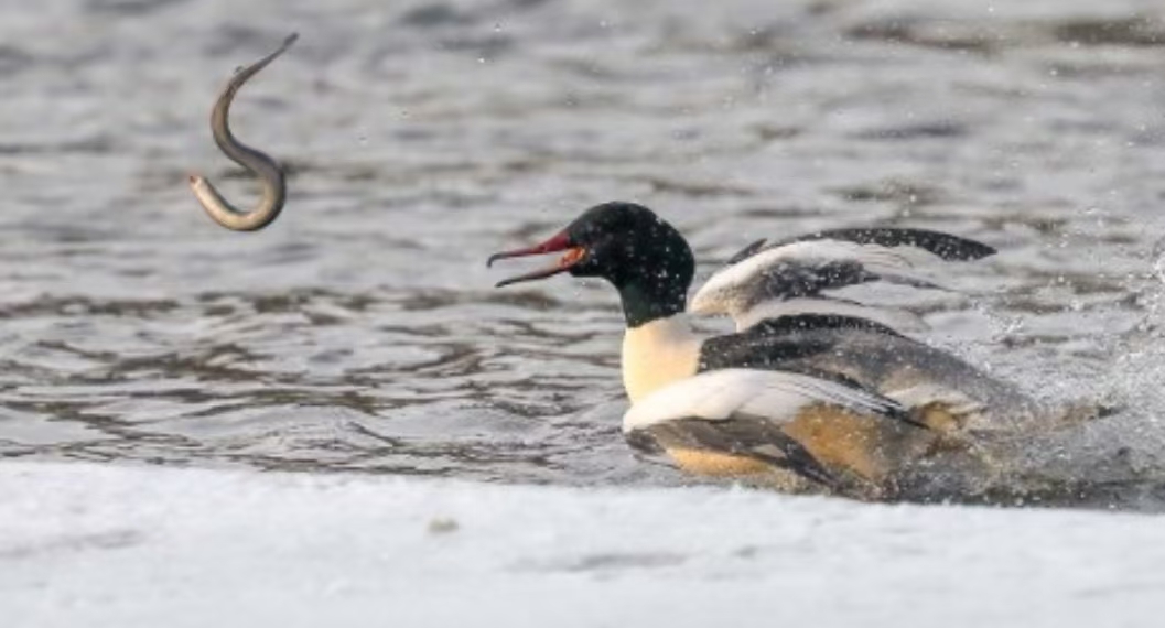 被切断的生命线：全球淡水洄游鱼类的连通性危机 正文图片 3