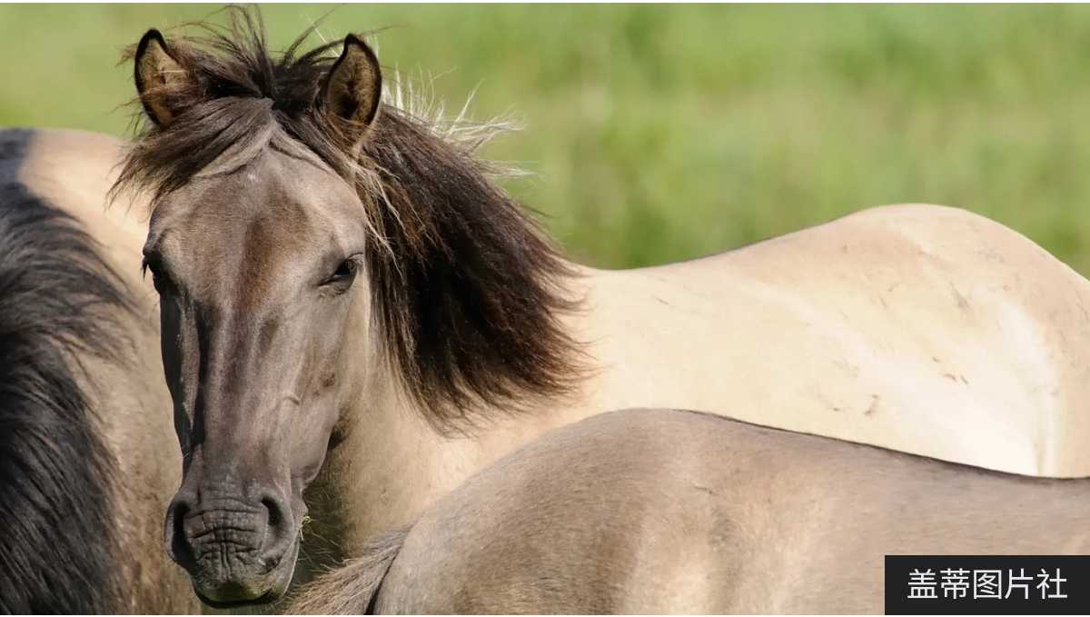 拆除地理栅栏：欧洲野牛重返中欧的“再野化”实验 正文图片 1