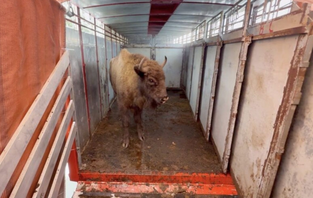 拆除地理栅栏：欧洲野牛重返中欧的“再野化”实验 正文图片 2