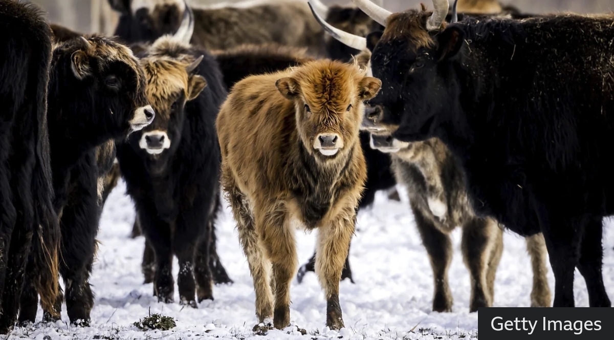 拆除地理栅栏：欧洲野牛重返中欧的“再野化”实验 正文图片 3