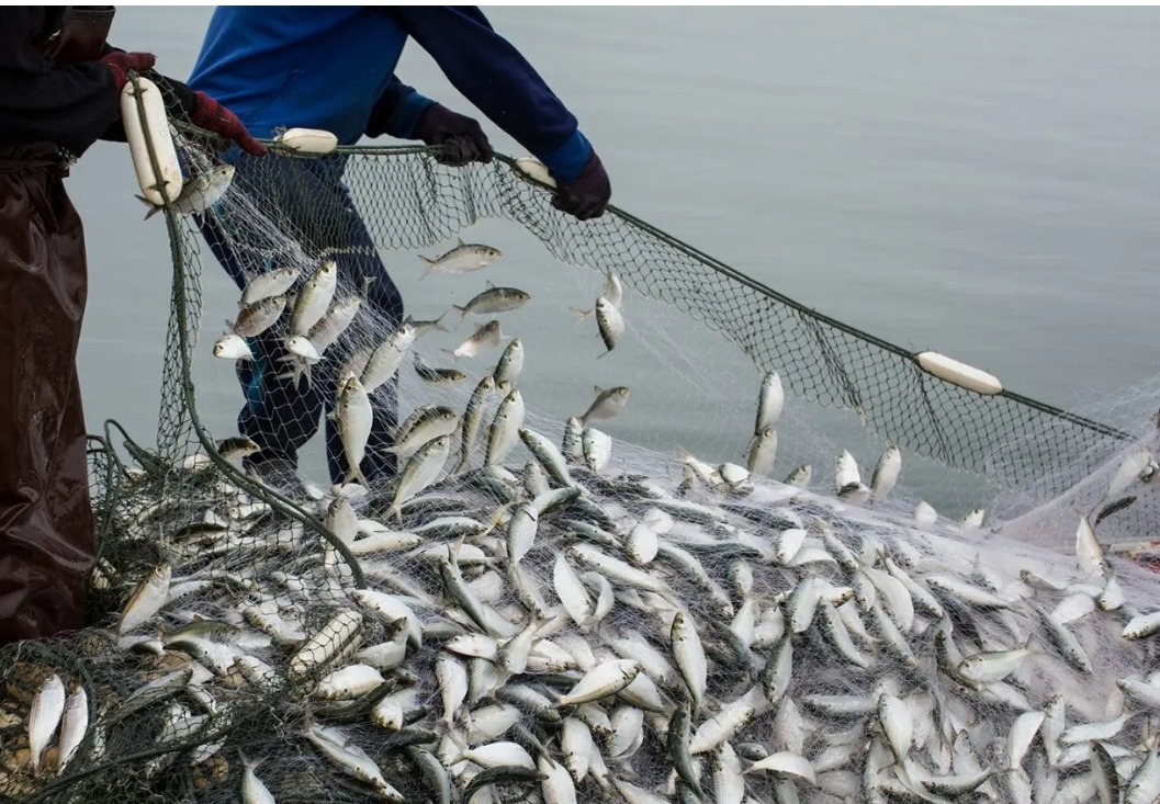 卫星之眼：追踪抹除AIS信号的全球海洋“幽灵渔船” 正文图片 2