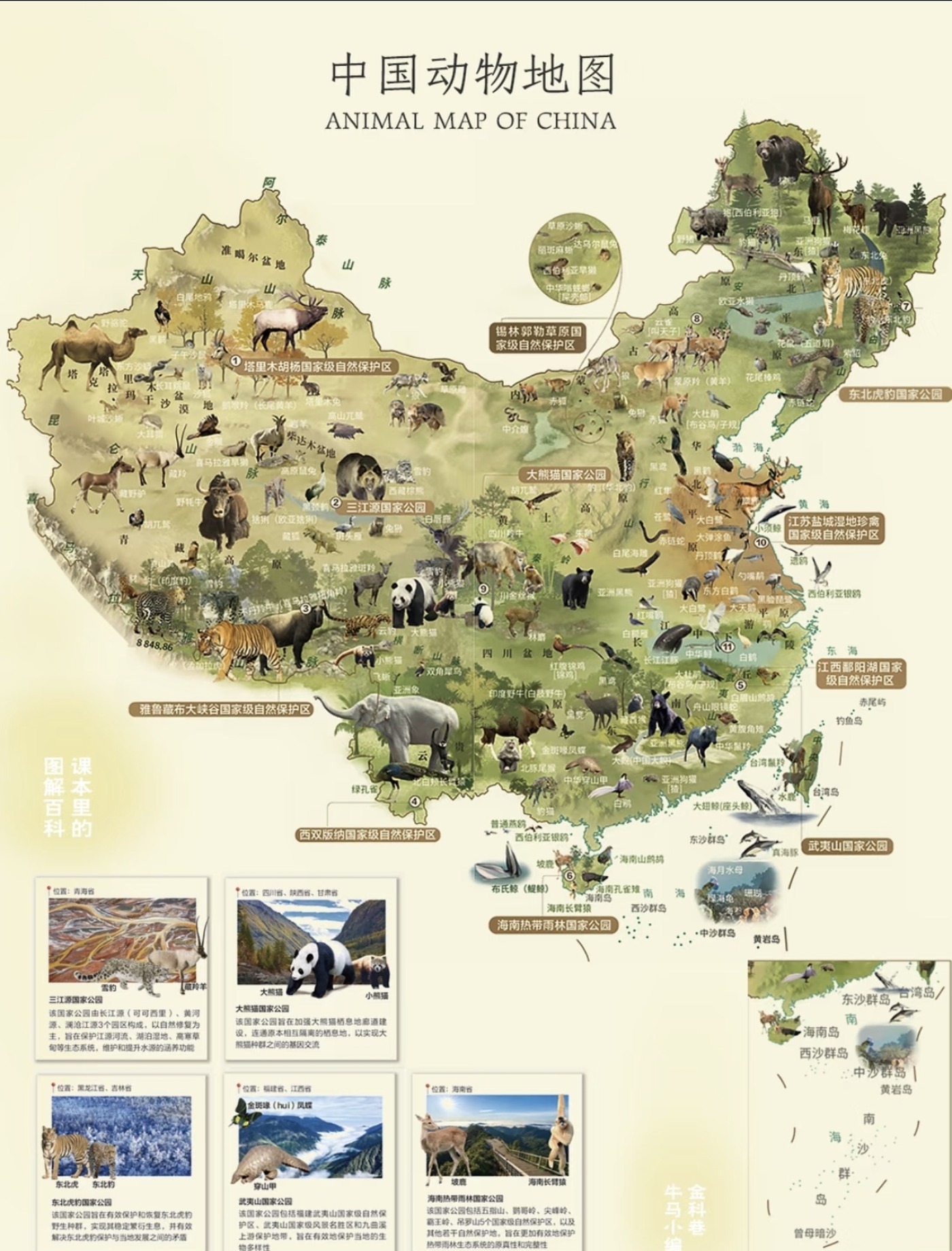 中国动物地图