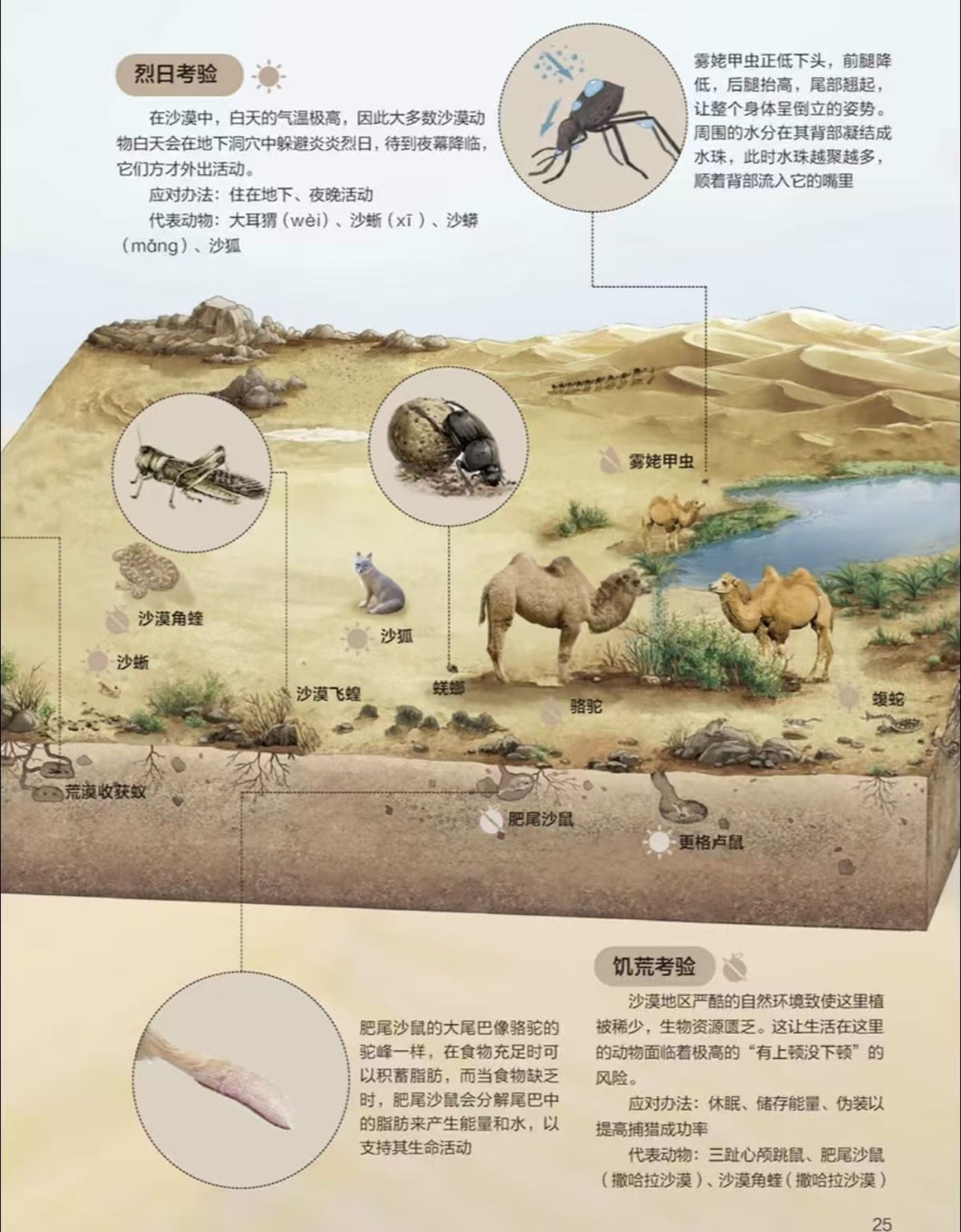 沙漠动物专题第 2 页