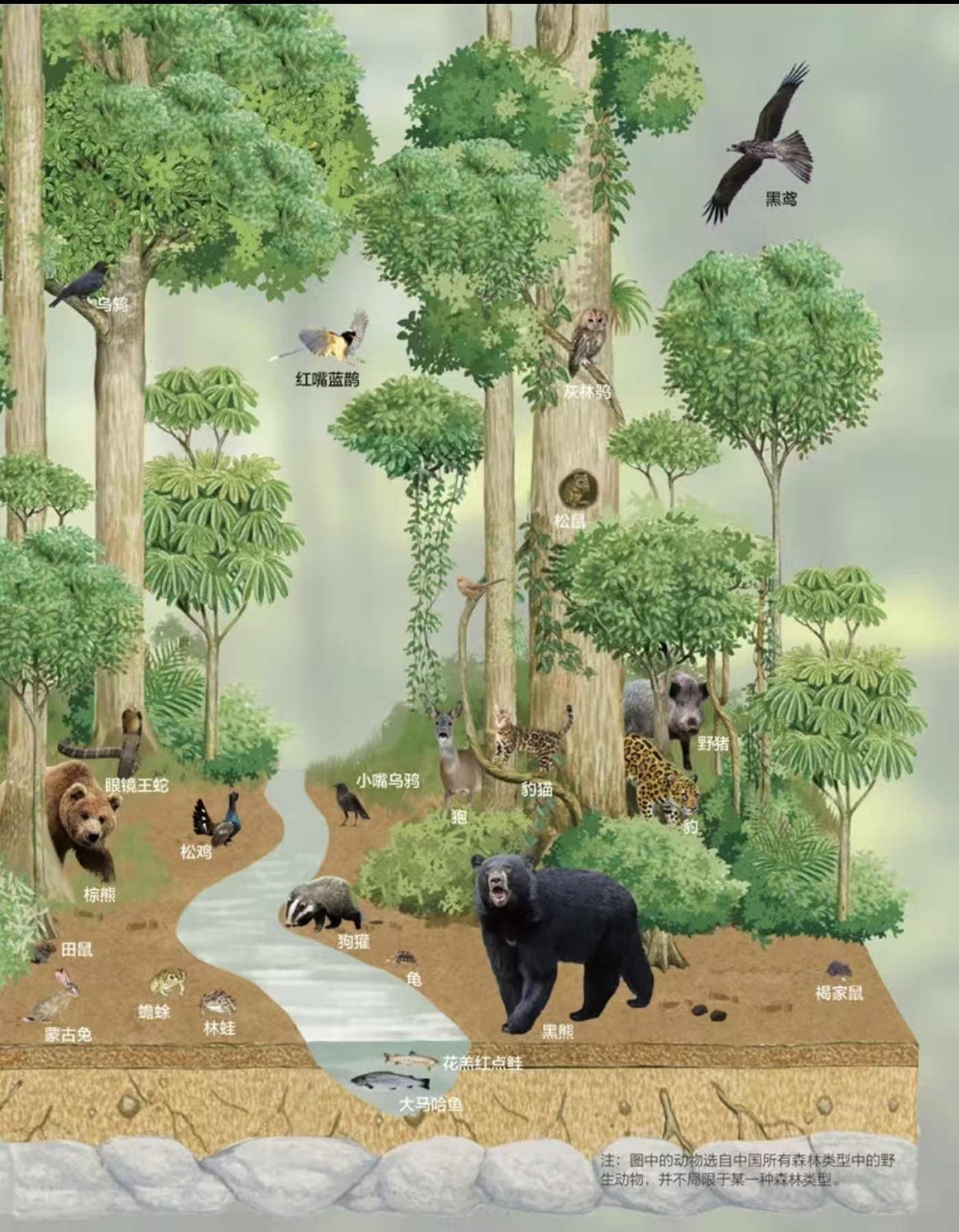森林动物专题第 2 页
