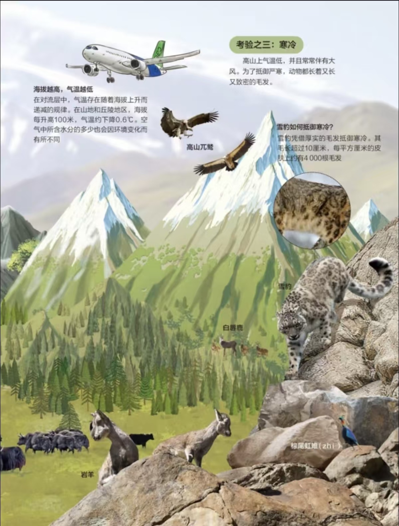 高山动物专题第 2 页