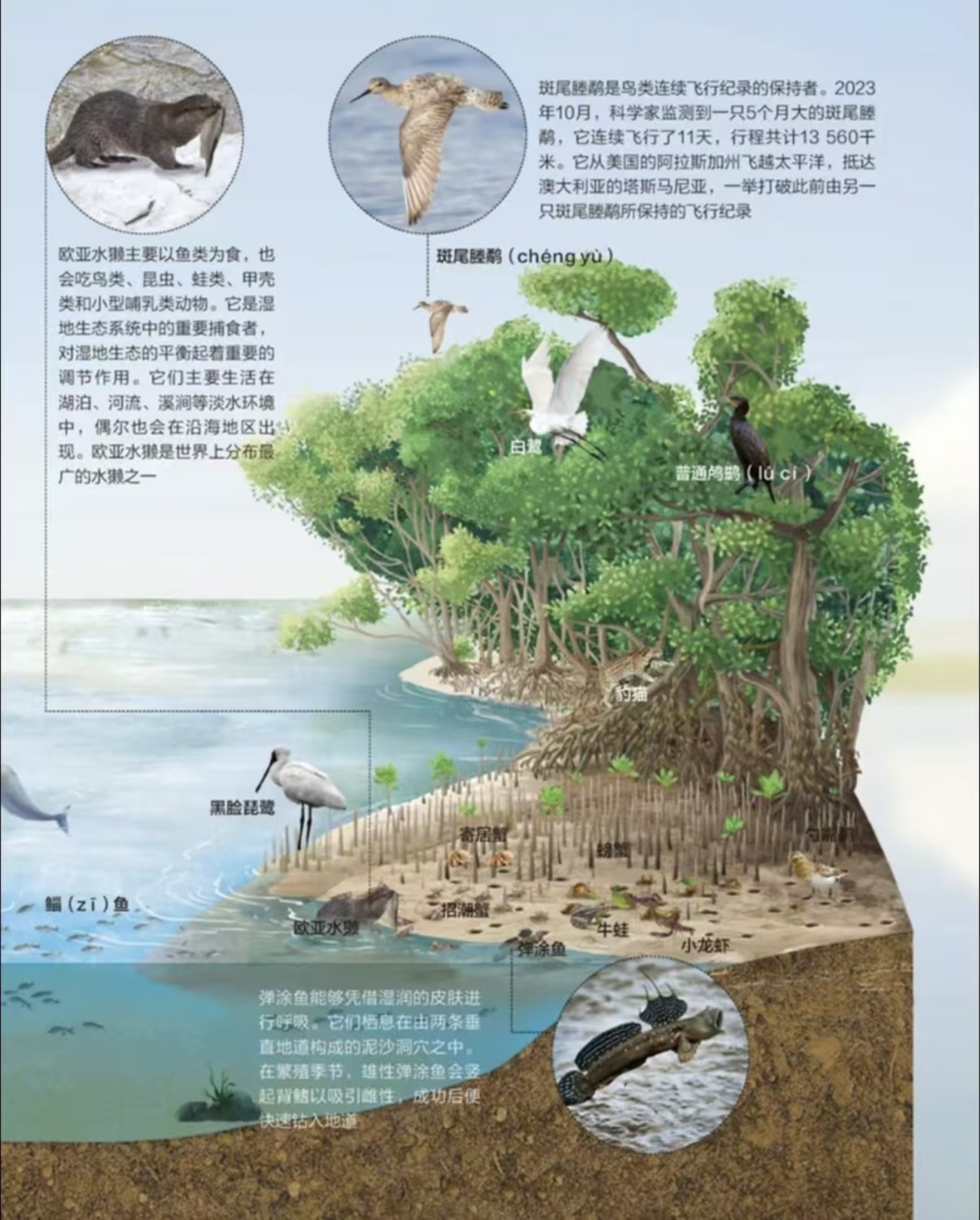 湿地动物专题第 2 页