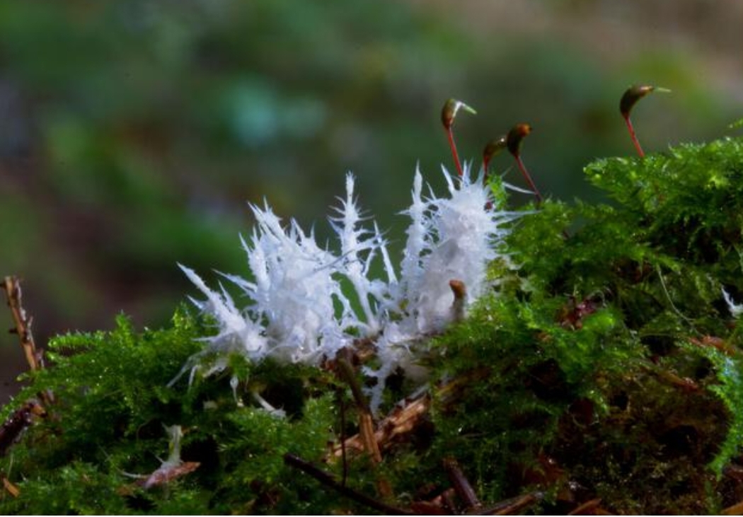 长久以来被忽视的生命基石：真菌生态系统终于迎来保护曙光