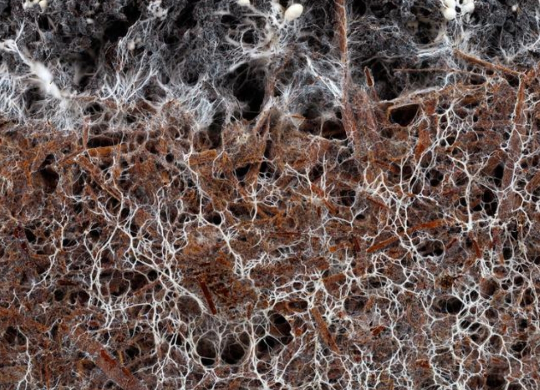 长久以来被忽视的生命基石：真菌生态系统终于迎来保护曙光 配图 1