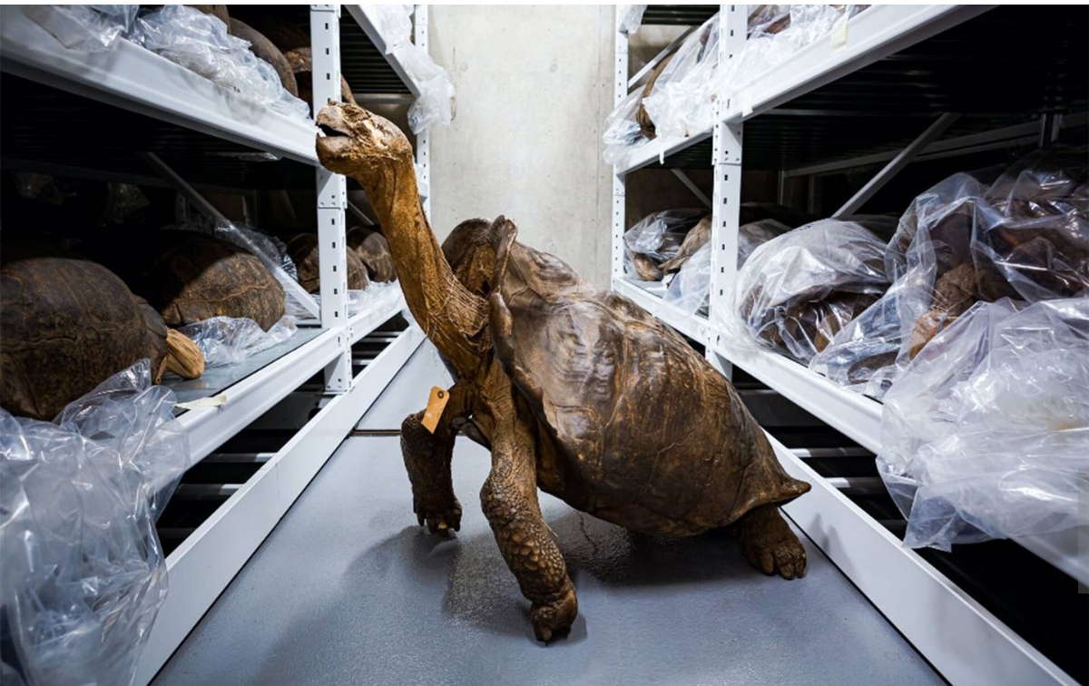 唤醒古老基因：如何利用博物馆灭绝标本的DNA拯救极危物种