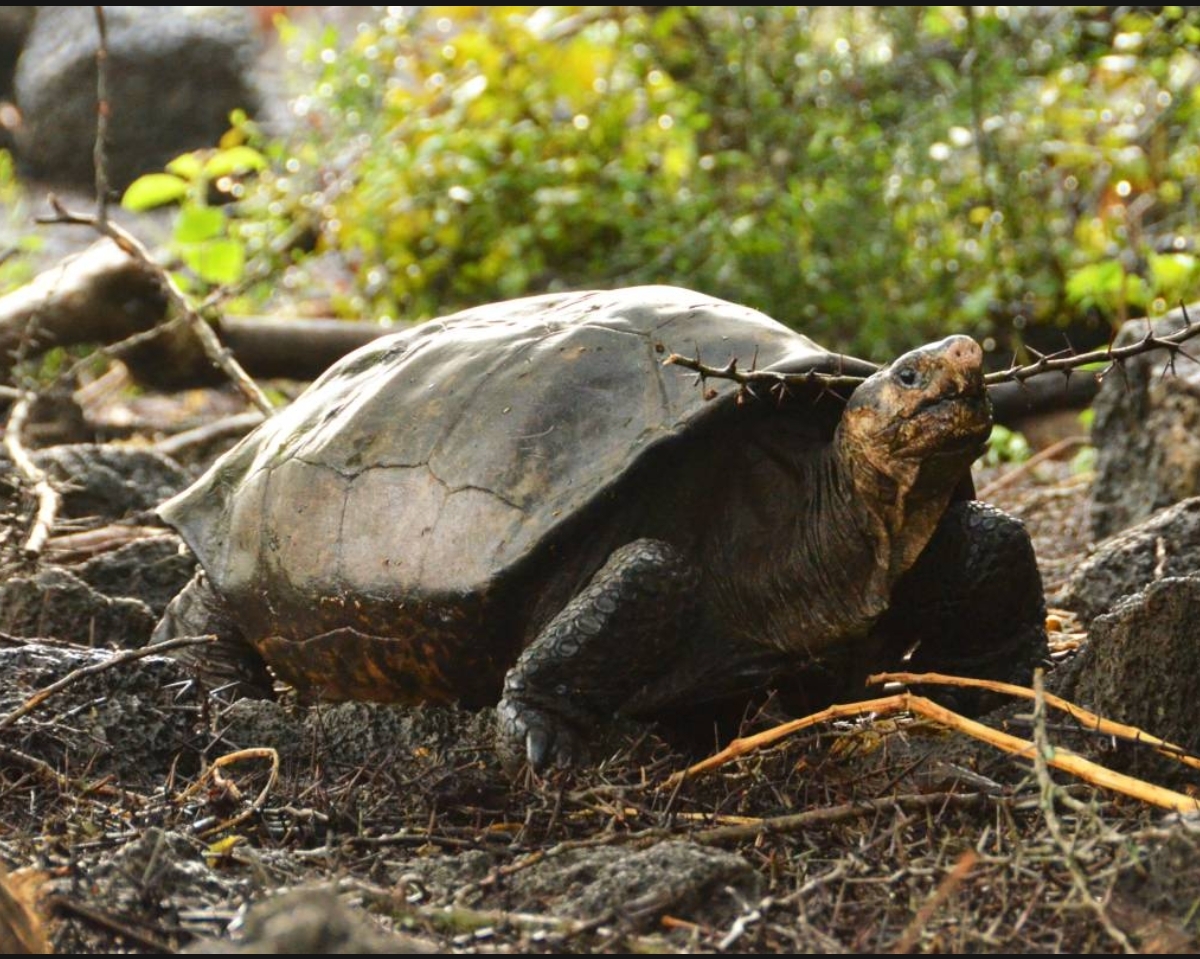 唤醒古老基因：如何利用博物馆灭绝标本的DNA拯救极危物种 配图 1