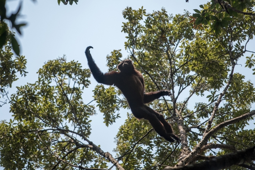 中缅边境的新发现：天行长臂猿跨境种群确认，重塑区域保护格局