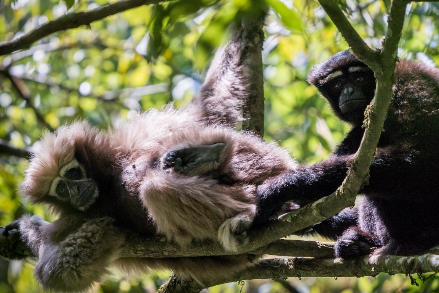 中缅边境的新发现：天行长臂猿跨境种群确认，重塑区域保护格局 配图 1