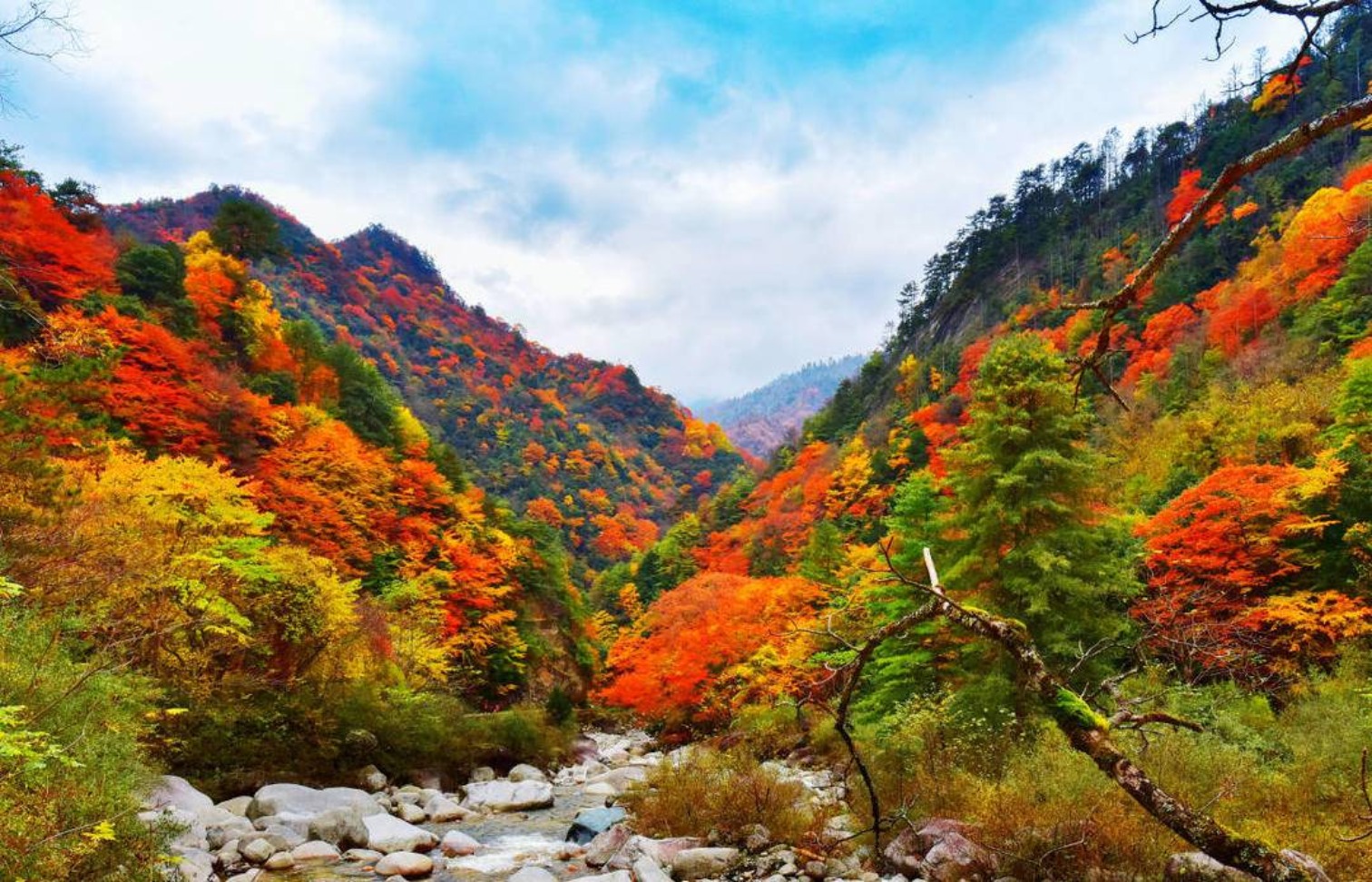 大熊猫国家公园