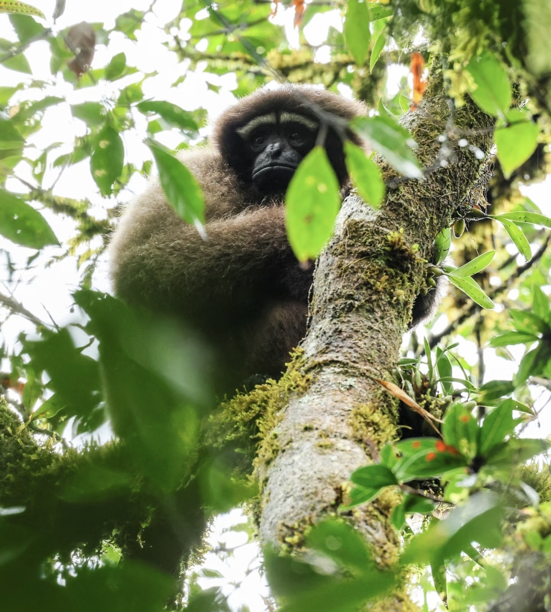 高黎贡白眉长臂猿