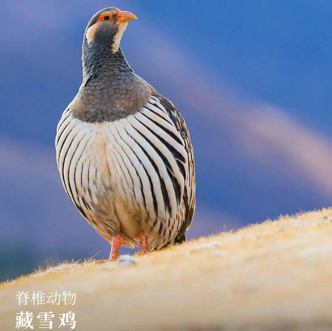 喀纳斯国家级自然保护区自然生境或物种信息 2