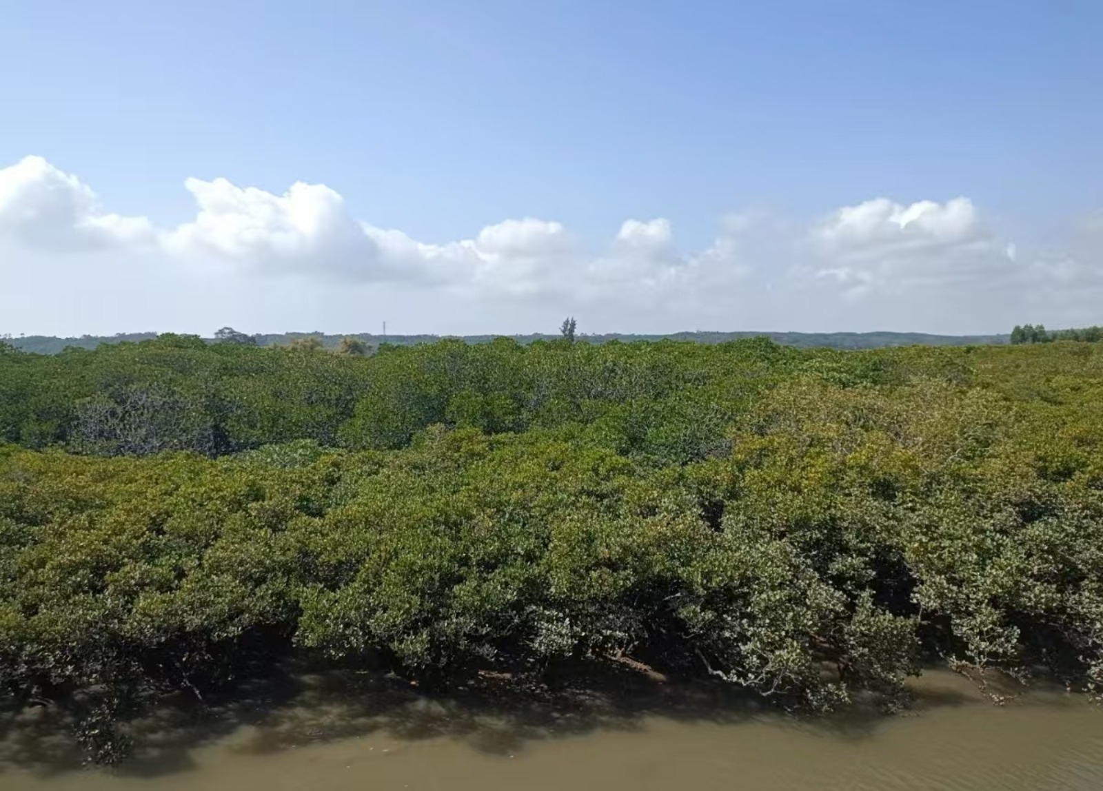 山口红树林国家级自然保护区