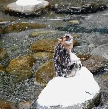 唐家河国家级自然保护区自然生境或物种信息 2