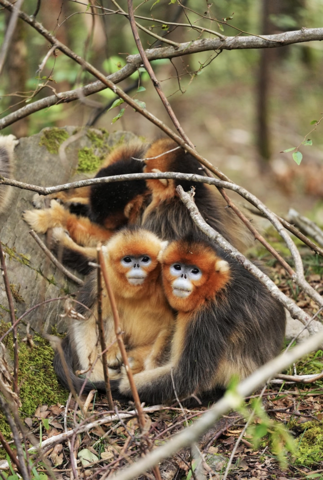 唐家河溪谷清晨红腹锦鸡记录