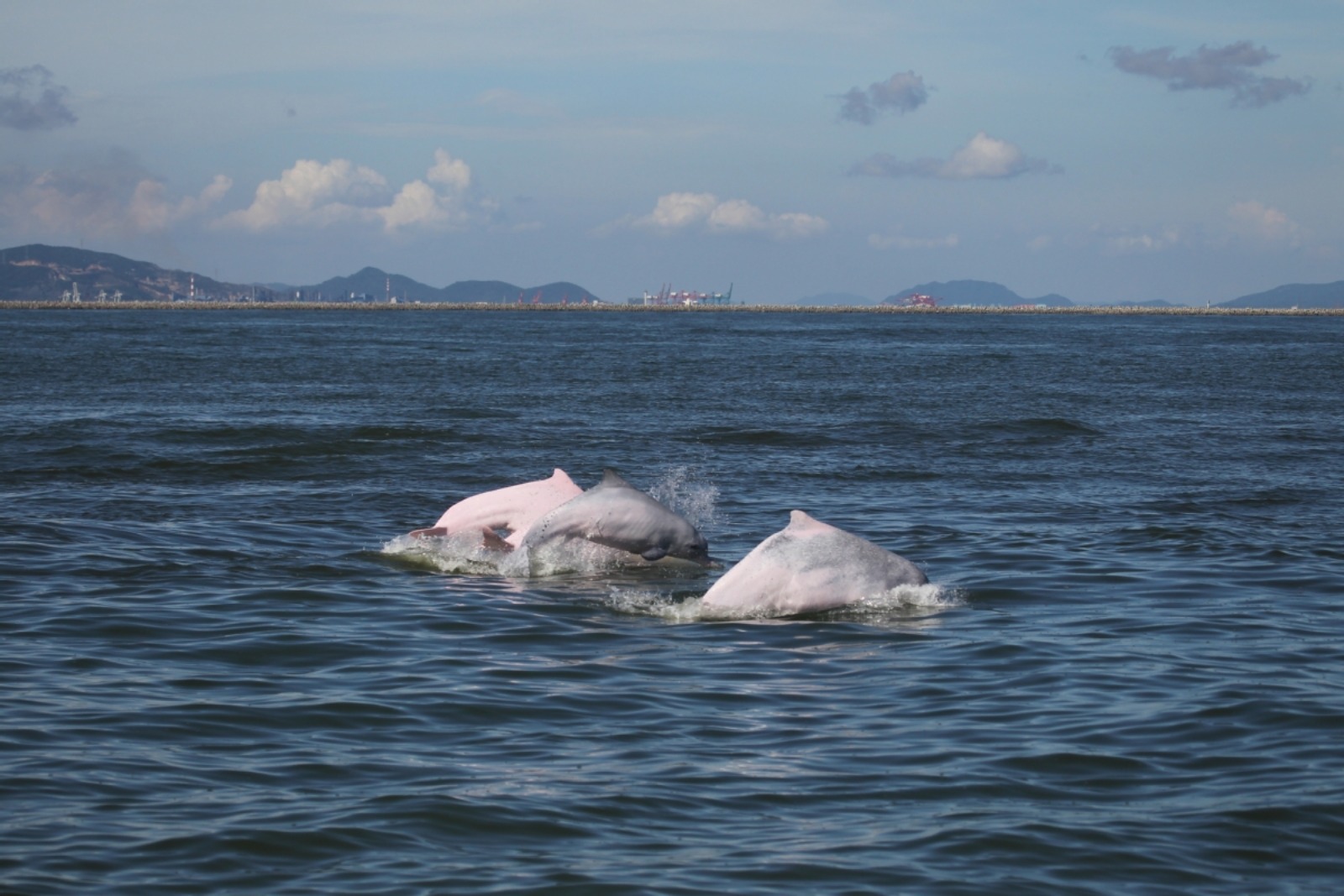 珠江口中华白海豚保护区